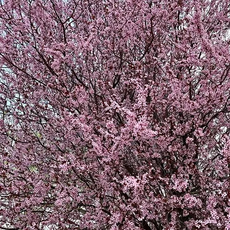 Diva Kacica Restaurant & Pansion 3* Komárno