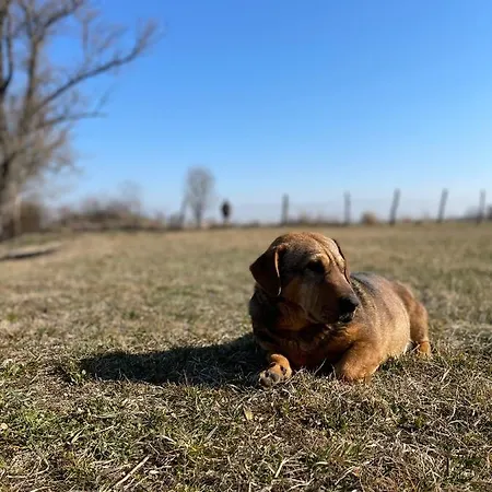 Diva Kacica Restaurant & Pansion 3*