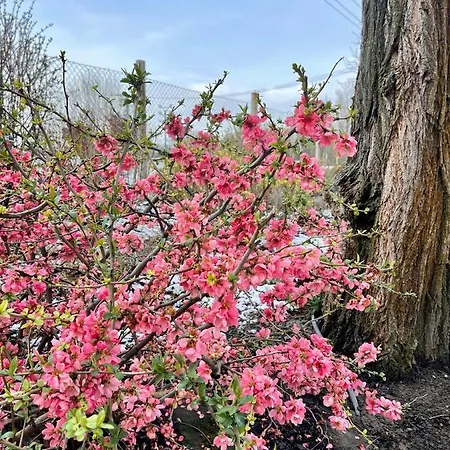 ゲストハウス Diva Kacica Restaurant & Pansion