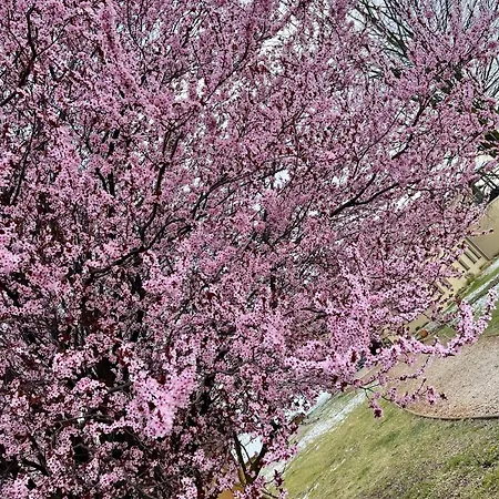 Diva Kacica Restaurant & Pansion Komárno